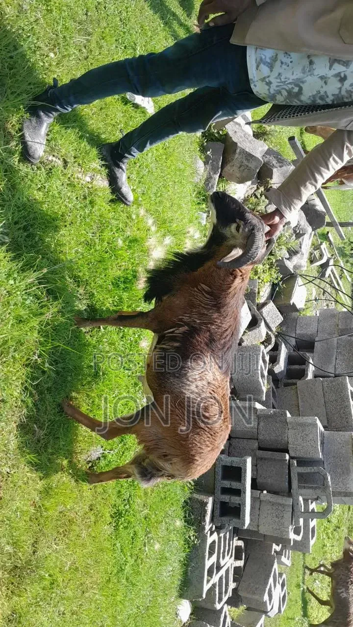 የጊንጪ ሙክት በግ ለአዲስ አመት