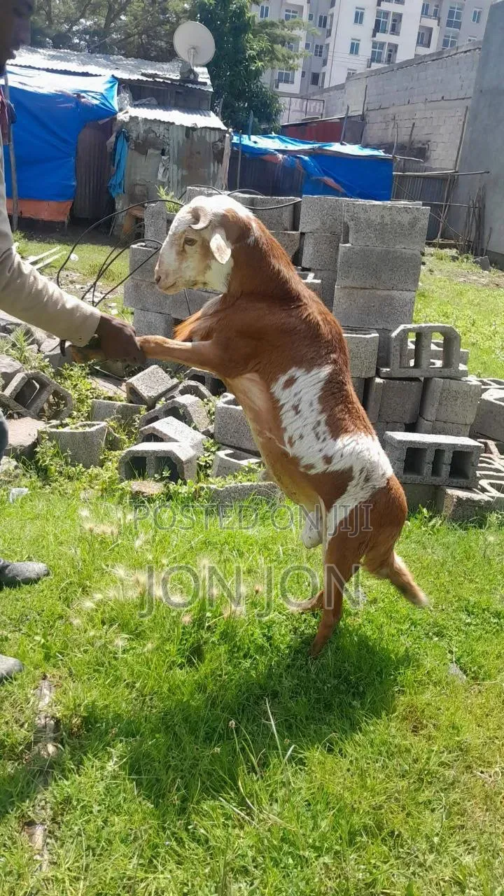 የጊንጪ ሙክት በግ ለአዲስ አመት
