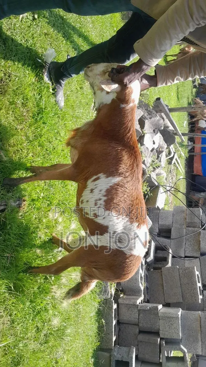 የጊንጪ ሙክት በግ ለአዲስ አመት