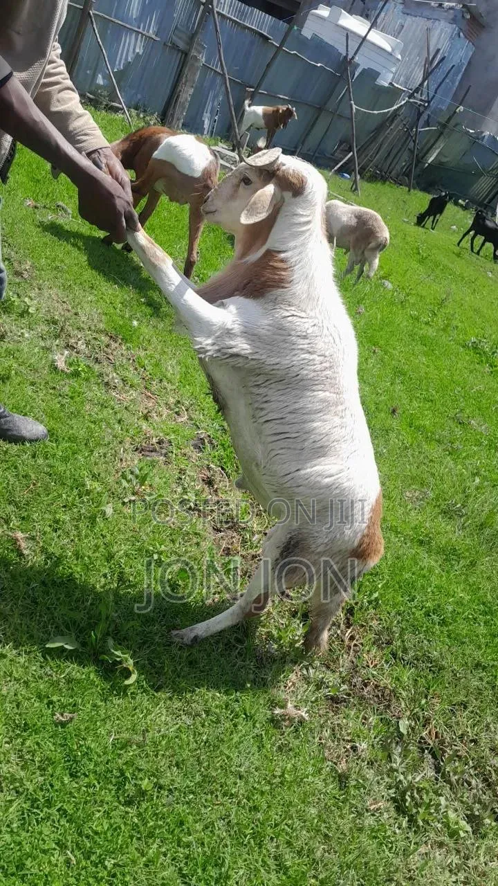 የጊንጪ ሙክት በግ ለአዲስ አመት