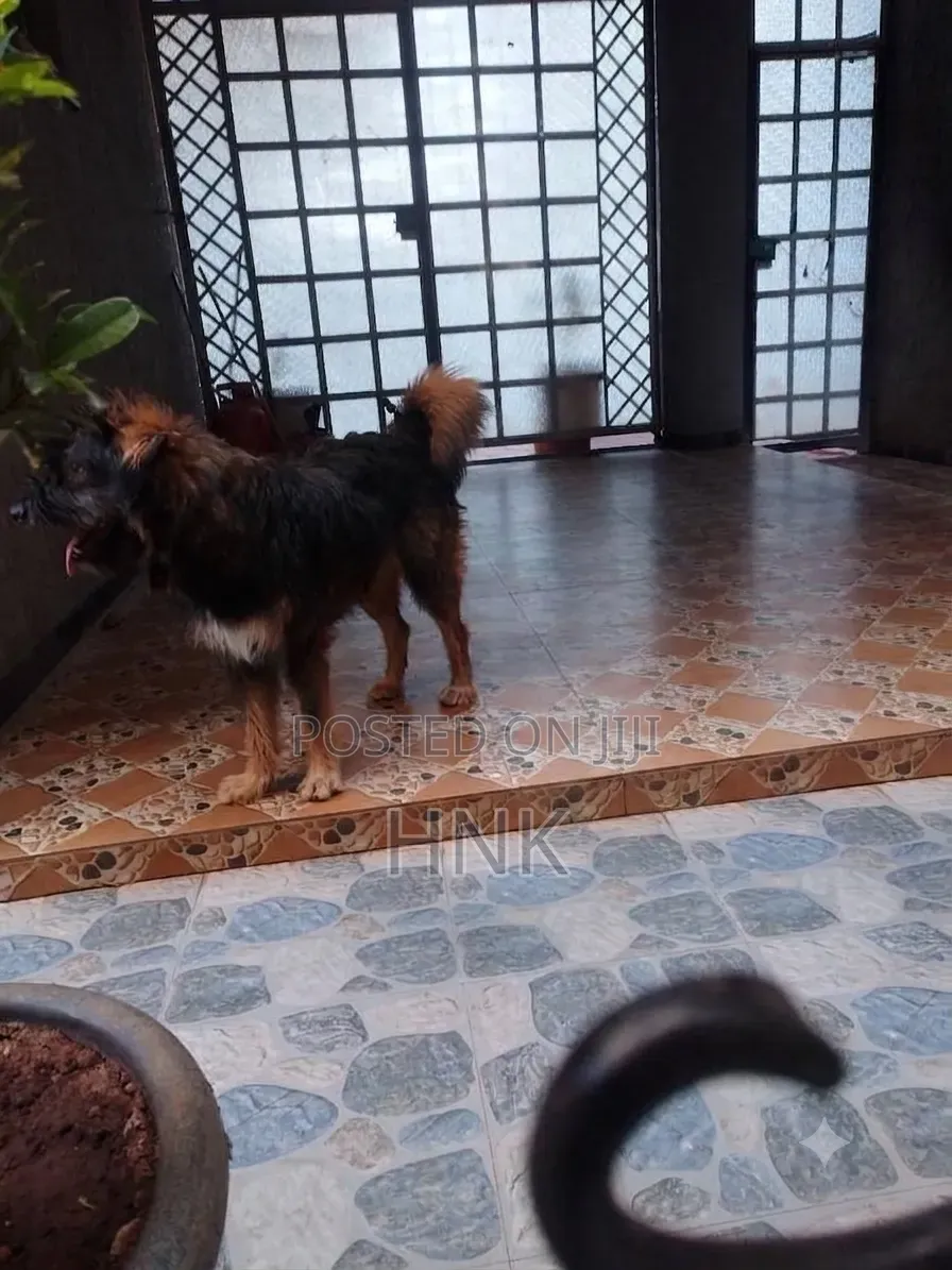 1+ year Male Mixed Breed Old English Sheepdog