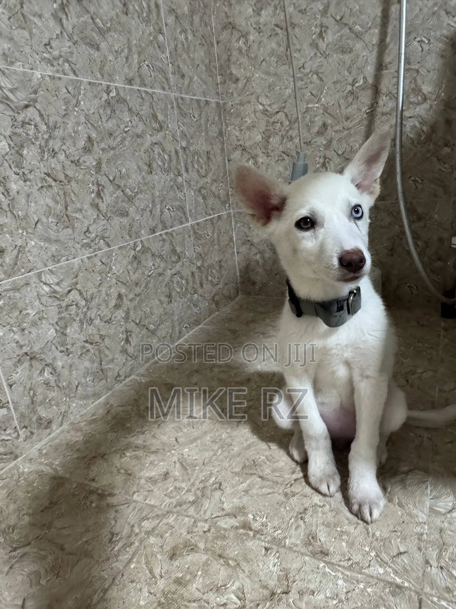 3-6 months Female Purebred Siberian Husky