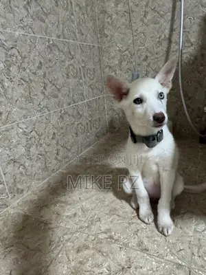 3-6 months Female Purebred Siberian Husky