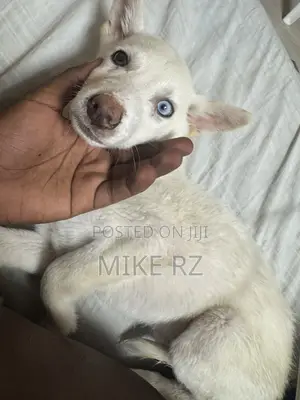 3-6 months Female Purebred Siberian Husky