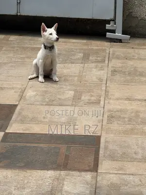 3-6 months Female Purebred Siberian Husky