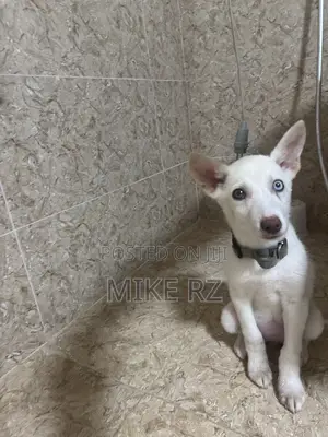 3-6 months Female Purebred Siberian Husky