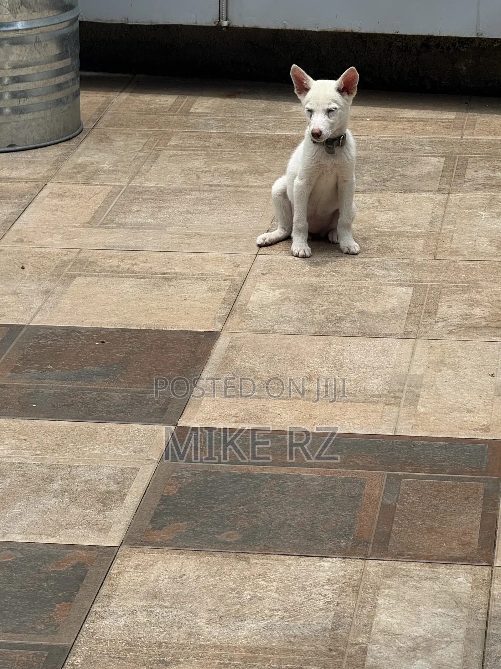 3-6 months Female Purebred Siberian Husky