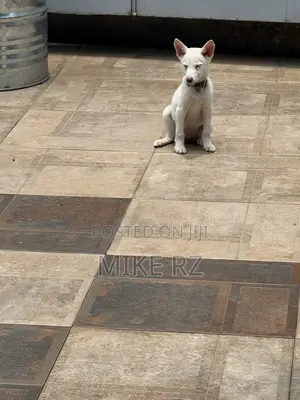 3-6 months Female Purebred Siberian Husky