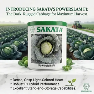 Sakata's Powerslam F1 Hybrid Cabbage Seeds የሳካታ F1 የተዳቀለ የጎመን ዘር።