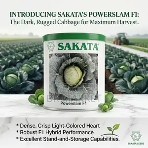 Sakata's Powerslam F1 Hybrid Cabbage Seeds የሳካታ F1 የተዳቀለ የጎመን ዘር።