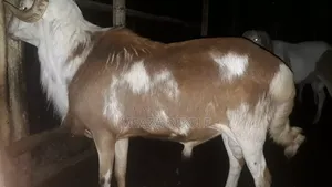 በግ (Sheep)