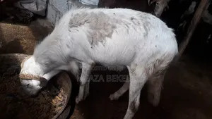 በግ (Sheep)