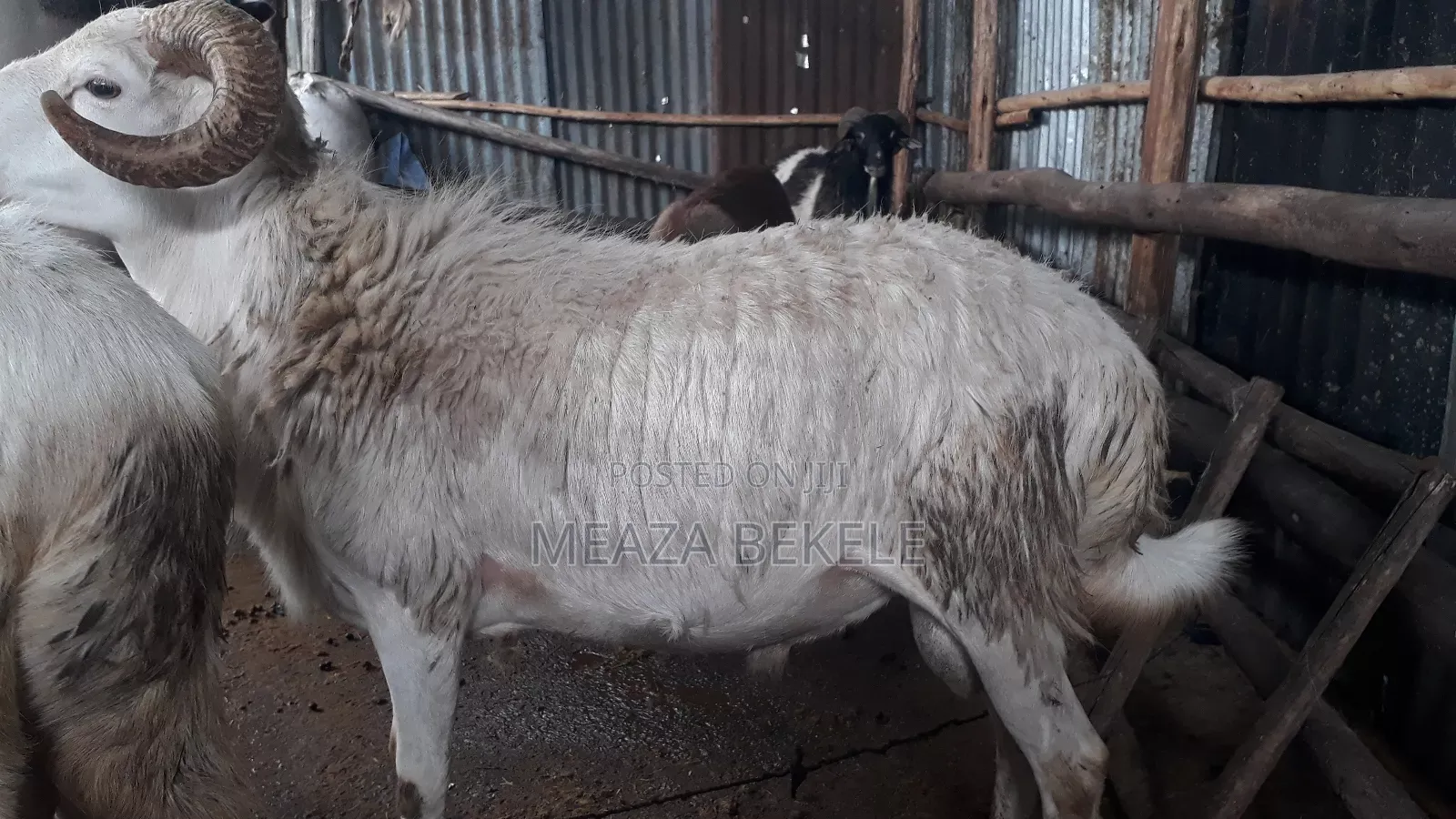 በግ (Sheep)