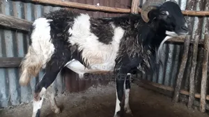 በግ (Sheep)