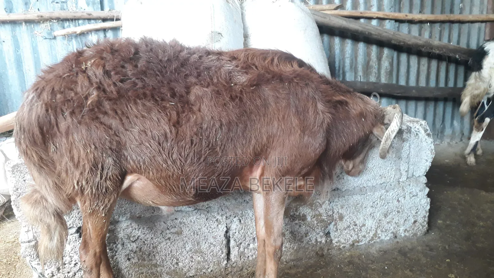 በግ (Sheep)