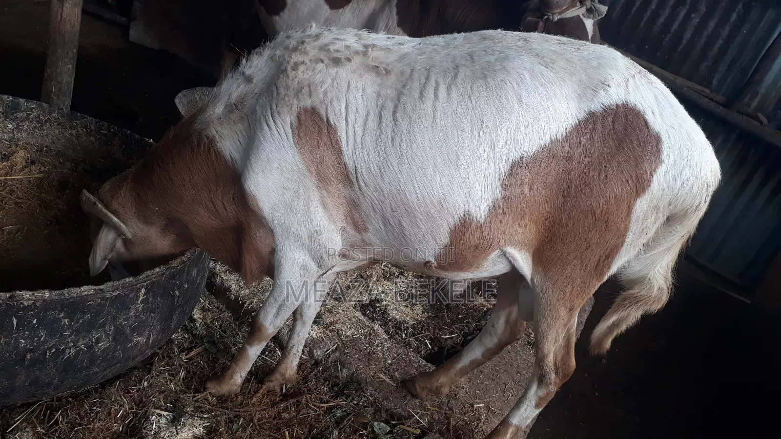 በግ (Sheep)