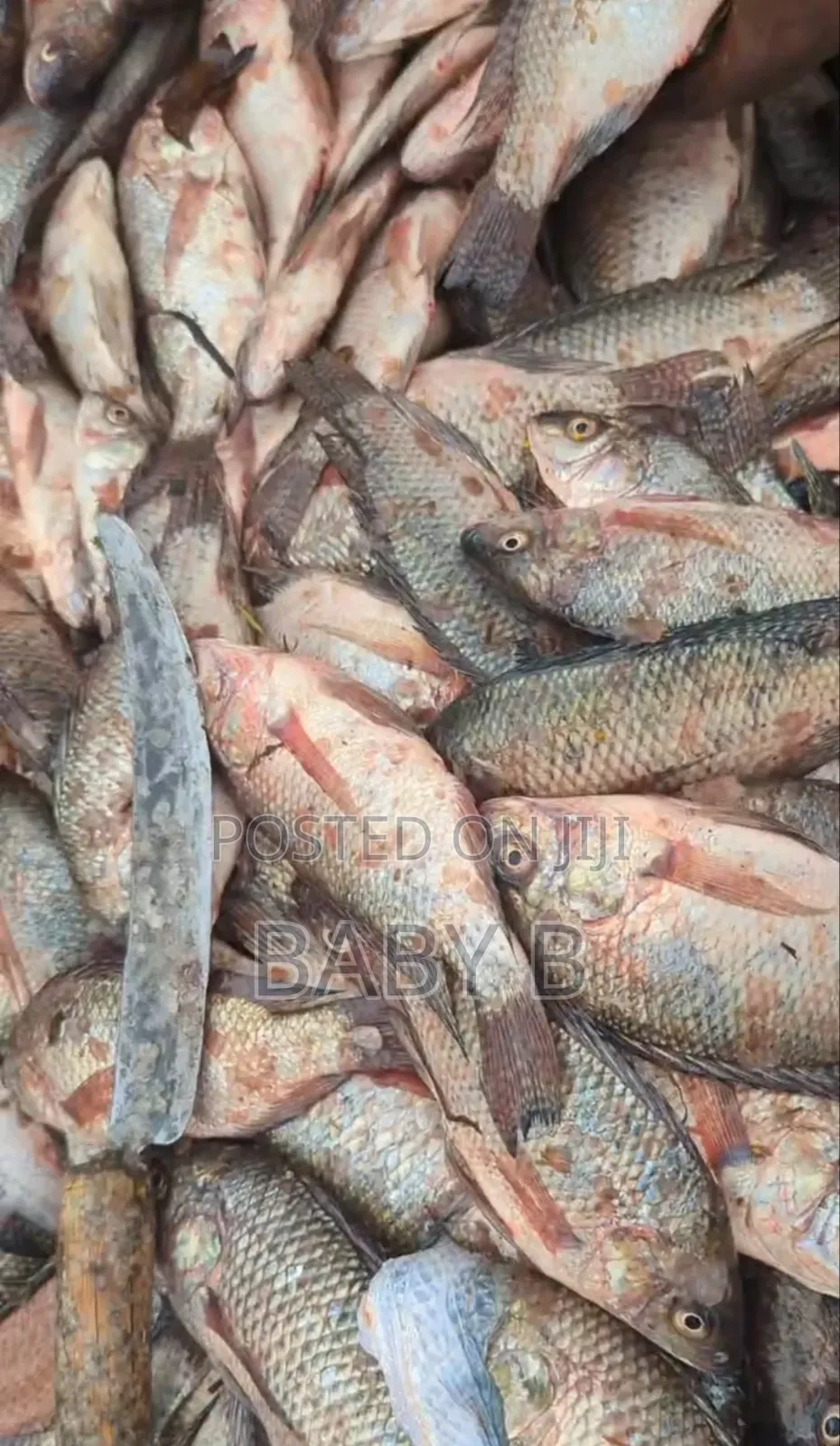 Tilapia Fish