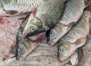 Tilapia Fish