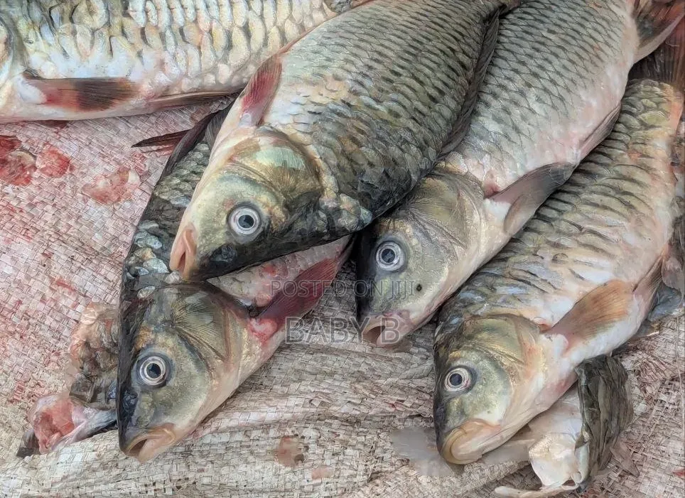 Tilapia Fish