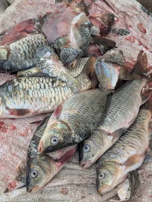 Tilapia Fish