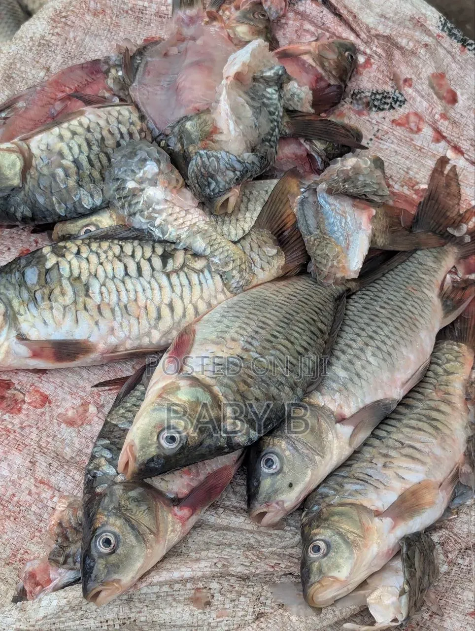 Tilapia Fish