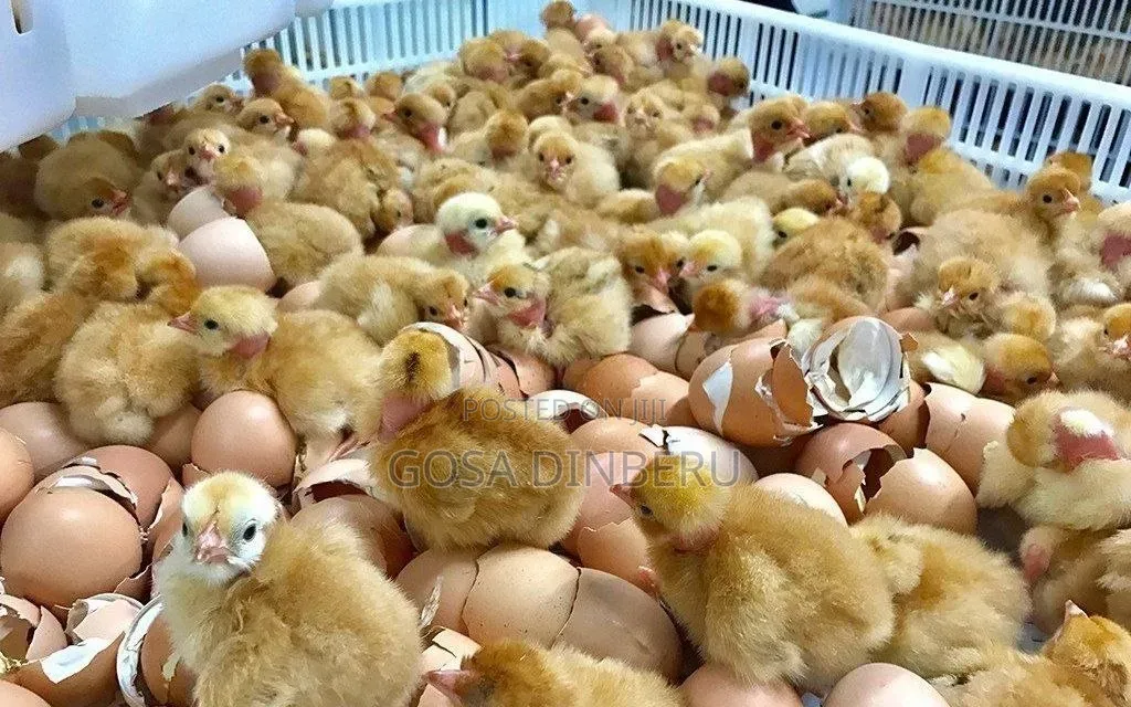 Chicken Day Old Bovans