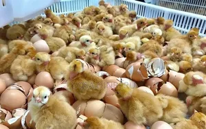Chicken Day Old Bovans