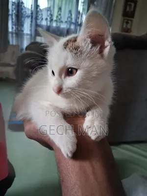 1-3 months Female Mixed Breed American Curl