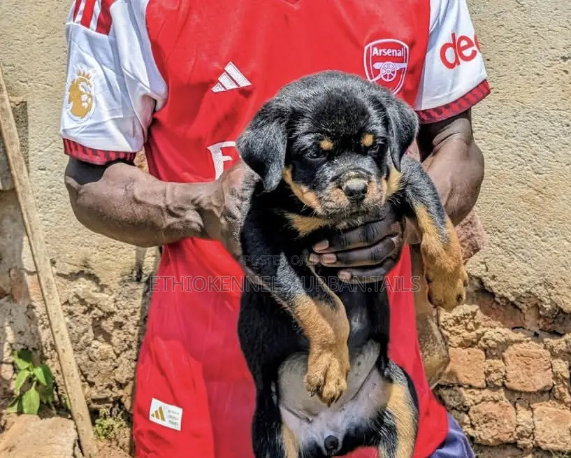 1-3 months Male Purebred Rottweiler