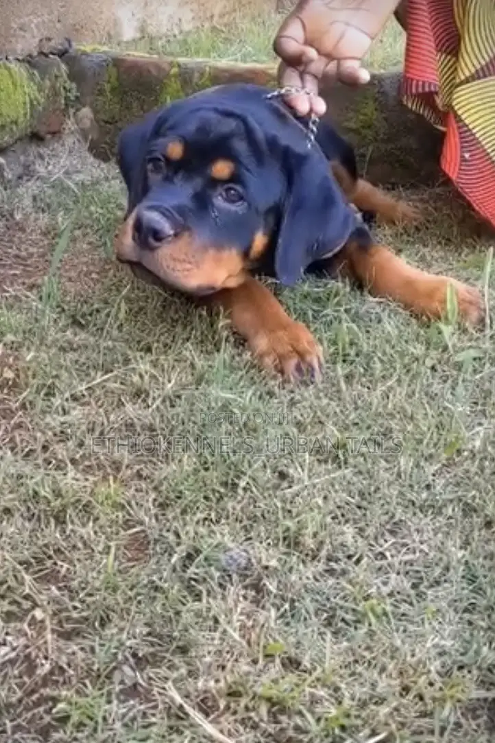 1-3 months Male Purebred Rottweiler