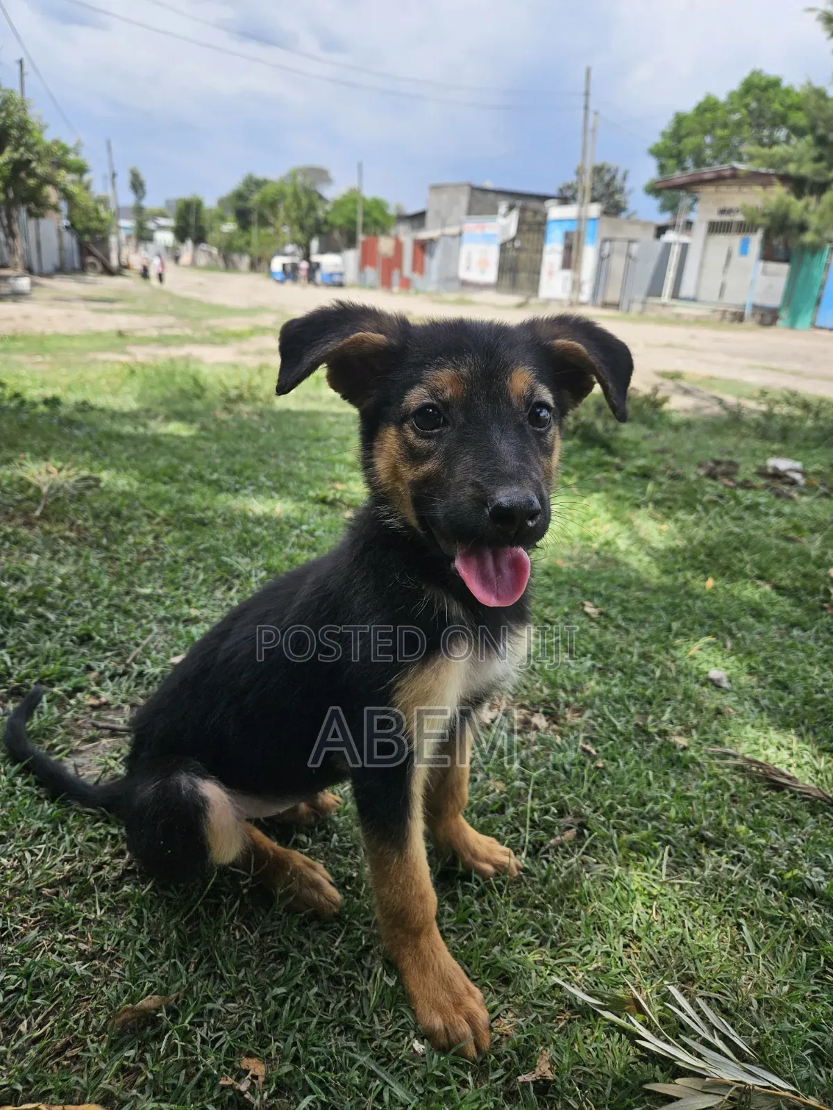 1-3 months Female Purebred German Shepherd