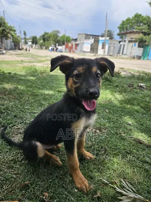 1-3 months Female Purebred German Shepherd