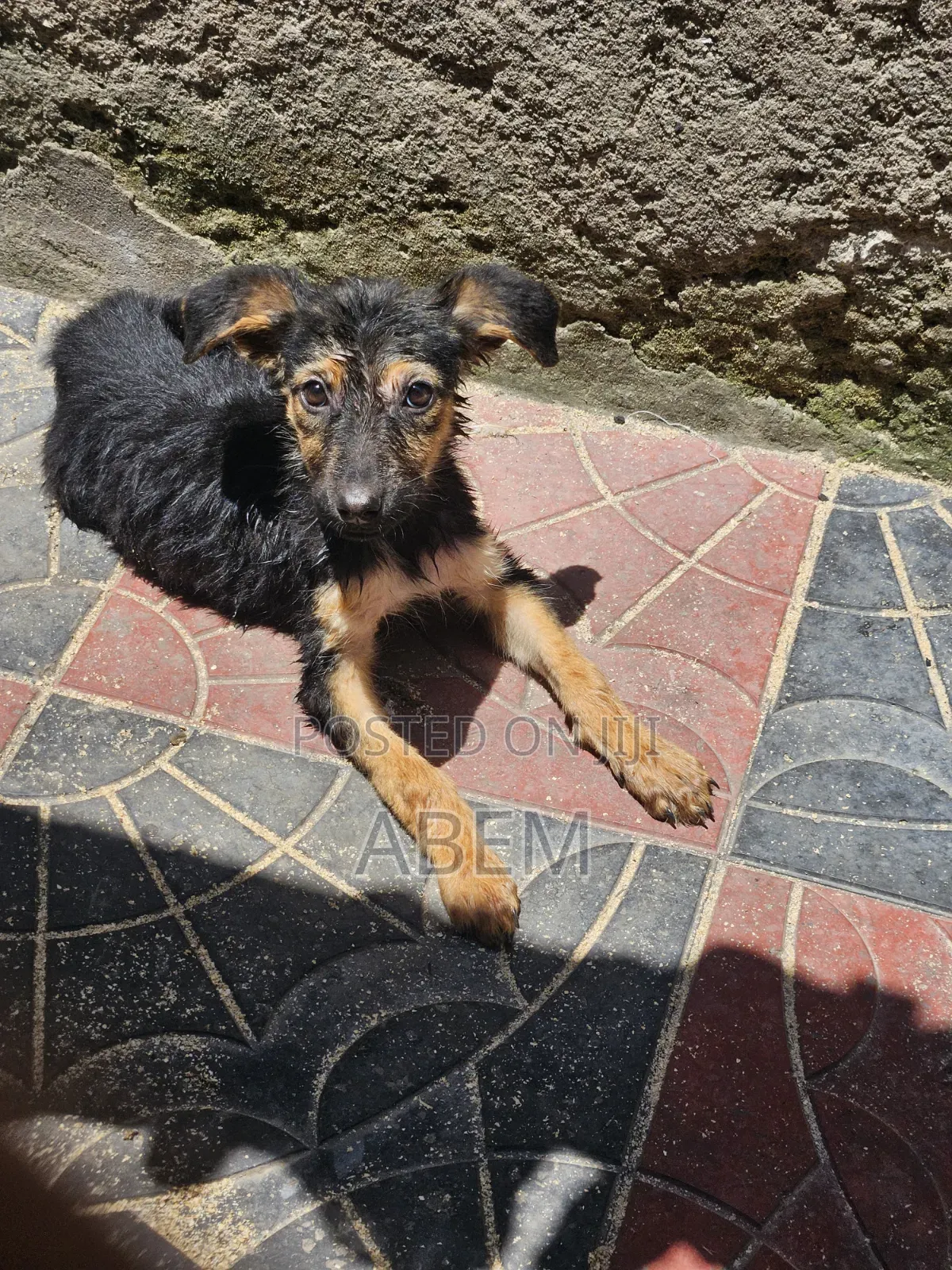 1-3 months Female Purebred German Shepherd
