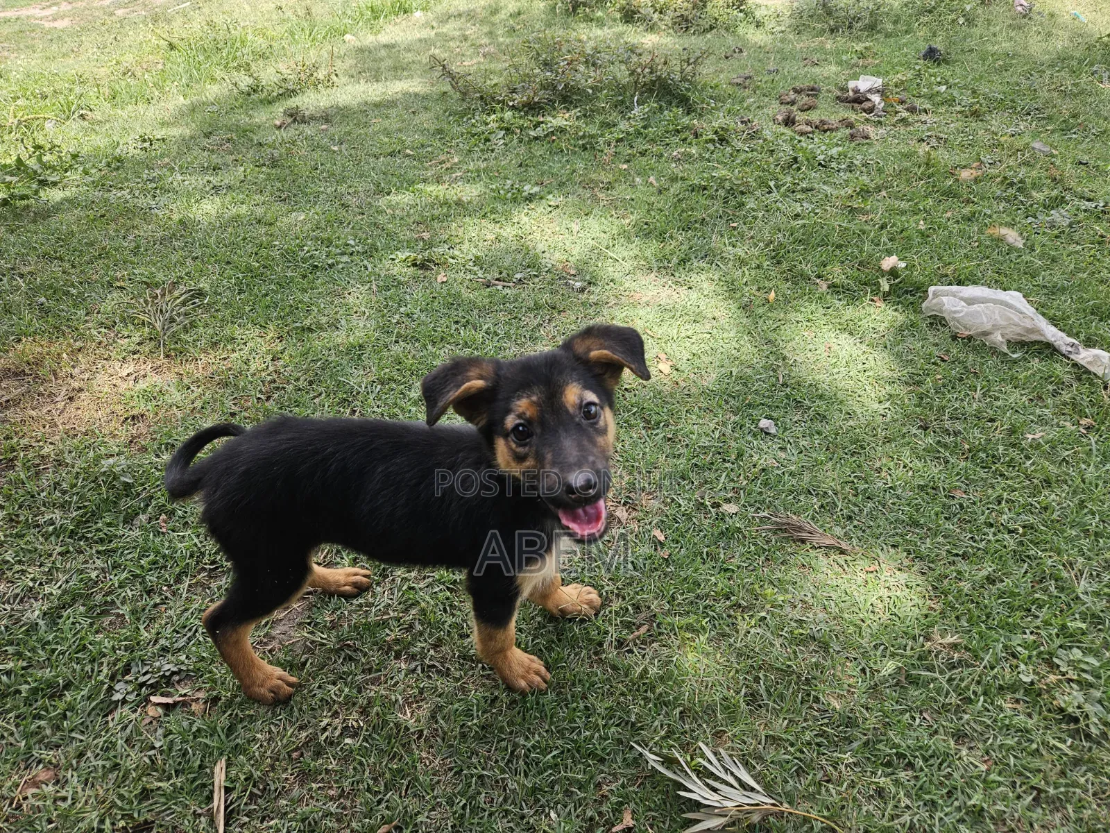 1-3 months Female Purebred German Shepherd
