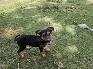 1-3 months Female Purebred German Shepherd