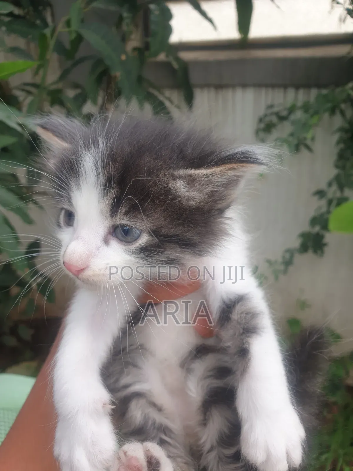 1-3 months Male Mixed Breed American Shorthair