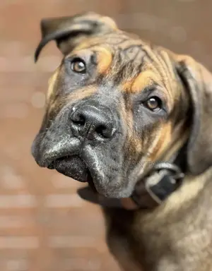 3-6 months Male Purebred Boerboel