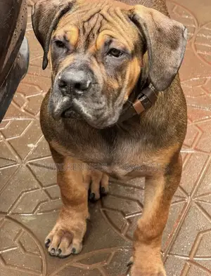 3-6 months Male Purebred Boerboel