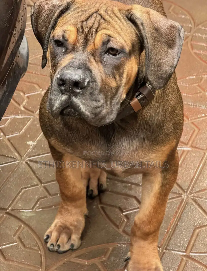 3-6 months Male Purebred Boerboel