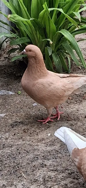 የፈለፈሉ ወንድ ቢጫ ኪንግ