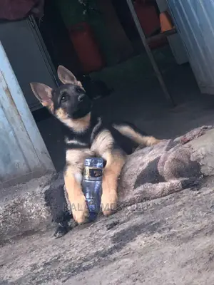3-6 Months Female Purebred German Shepherd