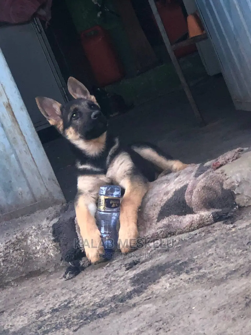 3-6 Months Female Purebred German Shepherd