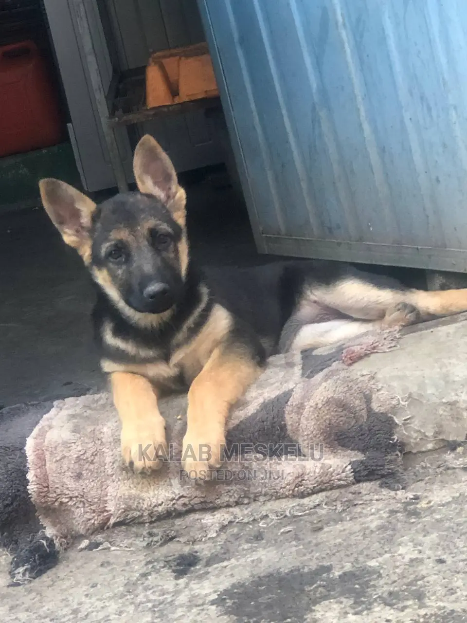 3-6 Months Female Purebred German Shepherd