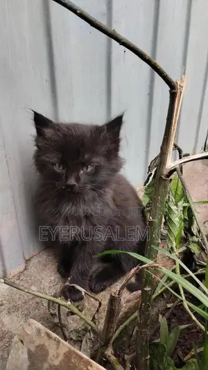 1-3 months Male Mixed Breed Maine Coon