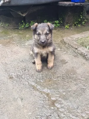 0-1 month Female Purebred German Shepherd