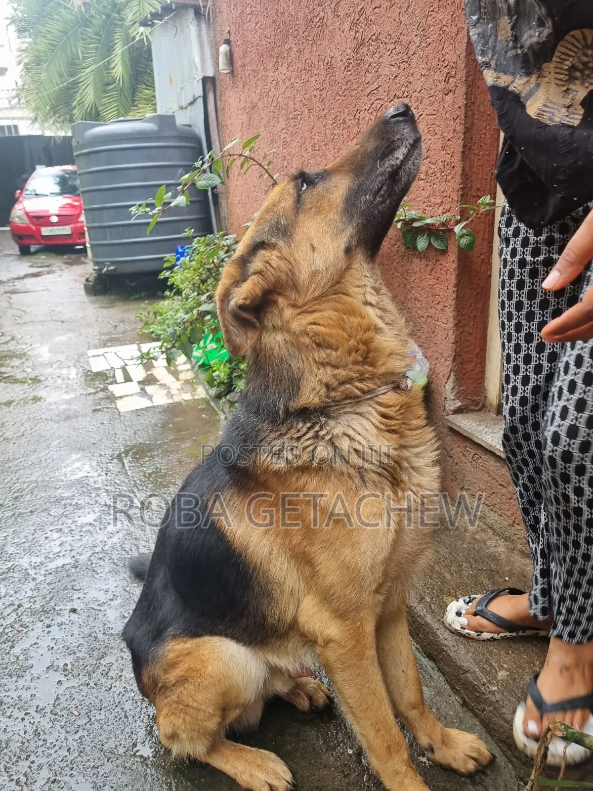 0-1 month Female Purebred German Shepherd