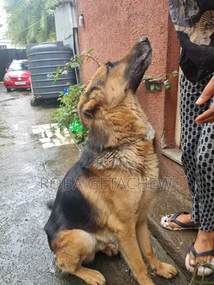 0-1 month Female Purebred German Shepherd