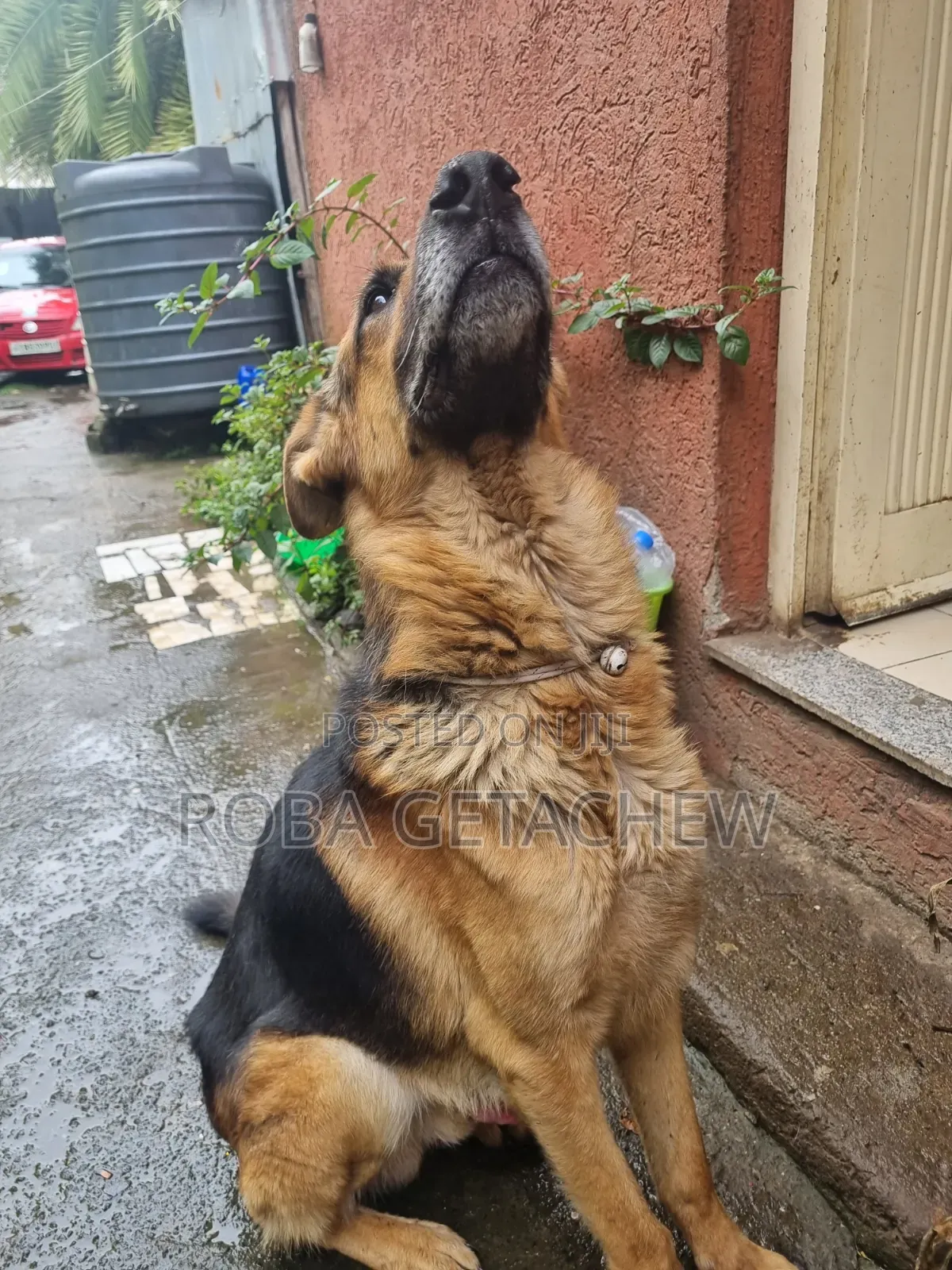 0-1 month Female Purebred German Shepherd