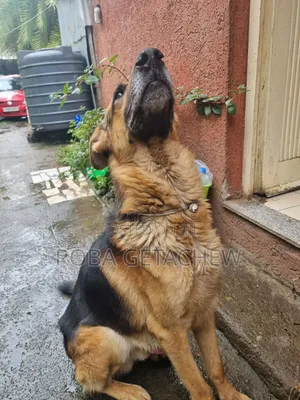 0-1 month Female Purebred German Shepherd