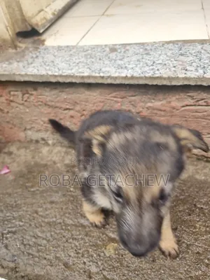 0-1 month Female Purebred German Shepherd